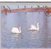 Macedonia 1994, Bird, Birds, Swan, Mushroom, Anti-cancer Week, Set Of 4v, MNH** - Cigni