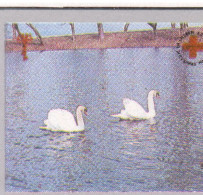 Macedonia 1994, Bird, Birds, Swan, Mushroom, Anti-cancer Week, M/S Of 4v (Imperf), MNH** - Swans