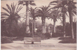 ESPAGNE - ANDALOUSIE - CADIZ - UN COIN DU PARC GENOVES - BANC PUBLIC - Cádiz