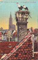 FRANCE - Strasbourg - Die Störche In Strassburg - Les Cigognes à Strasbourg - Nid - Colorisé - Carte Postale Ancienne - Strasbourg