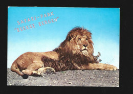 Hilvarenbeek Beekse Bergen Tilburg Leeuw Lion Photo Card Safaripark Htje - Lions