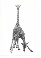 CPM - édit. BIRI PUBLICATIONS (Hollande) - 213 - GIRAFES - Giraffen