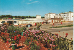 San Lucar De Barrameda : Palmeraie - Cádiz