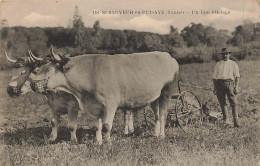 89 - YONNE - SAINT-SAUVEUR-EN-PUISAYE - Un Bon Attelage - Bœufs En Joug - 11392 - Saint Sauveur En Puisaye