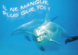 CPM - C - DAUPHIN - IL NE MANQUE QUE TOI ! - Delfines