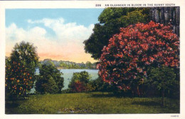 A45 621 CP Oleander In Bloom Asheville NC - Sonstige & Ohne Zuordnung