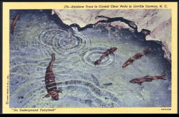 A45 338 PC Fishing Rainbow Trout In Linville Caverns Unused - Sonstige & Ohne Zuordnung