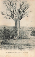 MADAGASCAR - Côte Sud Ouest - Vue Générale D'un Baobab - Carte Postale Ancienne - Madagascar