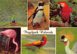 Vogelpark Walsrode 1977 (1153) - Walsrode