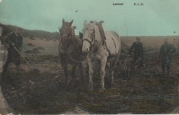 LABOUR (Attelage De 2 Chevaux - Très Beau Plan) - Attelages