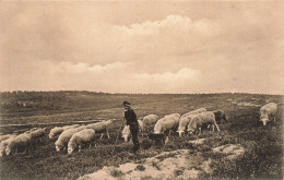 METIERS - Un Berger Gardant Son Troupeau - Carte Postale Ancienne - Campesinos