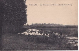 VILLARS LES DOMBES               UN TROUPEAU D OIES AU BORD D UN ETANG - Villars-les-Dombes