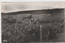 MEURSAULT (21) Les Vendanges; Attelage, Vigne, Vendangeurs, 9x14 Dentelée Glacée -Ed. Combier - Timbrée 1952 - Meursault