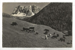 Saint-Luc (Suisse, Valais) : Vue Aérienne Générale Prise Au Niveau De L'élevage De Vaches En 1950 (animé) ETAT PF. - Saint-Luc