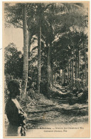 NOUVELLES HEBRIDES - Avenue Des Cocotiers à Vila - Vanuatu