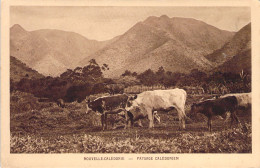 Nouvelle Calédonie  - Paysage Caledonien - Betail - Carte Postale Ancienne - Nueva Caledonia