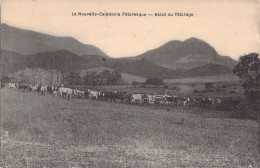 Nouvelle Calédonie  - La Nouvelle Caledonie Pittoresque - Betail Au Paturage - Carte Postale Ancienne - Nouvelle-Calédonie
