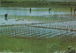 GUINE BISSAU - Mansoa, Campo De Arroz , Rice Field - Guinea Bissau