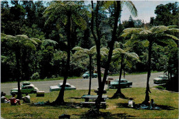 22-2-2024 (1 W 1) New Zeaand - Waipoua Kauri Forest - Trees