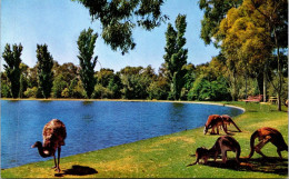 22-2-2024 (1 W 1) Australia - NSW - Broken Hill Zinc Corporation Lake (with Kangaroo & Emu) - Broken Hill