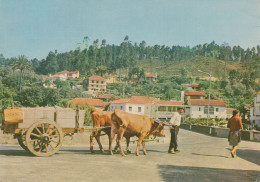 S. SÃO PEDRO DO SUL - Carro De Bois, Boeufs , Bull, TERMAS - Portugal - Viseu