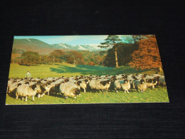 70275- SHEPHERD, ANIMALS, GATHERING HERDWICK SHEEP AT RYDAL PARK, AMBLESIDE / SCHAPEN / SHEEP / SCHAF / MOUTONS - Sonstige & Ohne Zuordnung