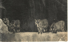 Paris-parc Zoologique Du Bois De Vincennes-un Beau Groupe De Tigres-cpsm Chateau D'ostrohove - Tijgers