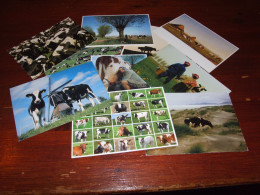 *70330-   10 CARDS -    KOEIEN / COWS / KÜHE / VACHES - Kühe