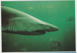 Australia VICTORIA VIC Sharks Rose Series No.1366 Postcard C1970s - Andere & Zonder Classificatie