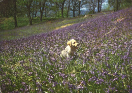 HAWKSHEAD, CUMBERLAND, FIELD OF FLOWERS, PUPPY, DOG, ENGLAND, UNITED KINGDOM, POSTCARD - Sonstige & Ohne Zuordnung