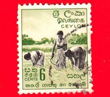 SRI LANKA (Ceylon)  - Usato - 1954 - Scene Locali - Raccolta Del Riso - Harvesting Rice -  6 - Sri Lanka (Ceylon) (1948-...)