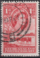 1955 Bechuanaland ° Mi:GB-BE 130, Sn:GB-BE 155, Yt:GB-BE 94, Queen Elizabeth II, Cattle (Bos Primigenius Taurus) - 1885-1964 Bechuanaland Protectorate