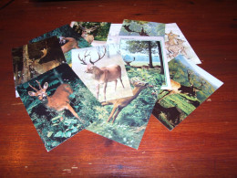 *70393-               12 CARDS - DIEREN / ANIMALS / TIERE / ANIMAUX / ANIMALES   /  HERTEN / HIRSCH / CERF - Other & Unclassified