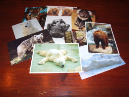 *70415- 10 CARDS -    BEREN / BEARS / / BÄREN / OURS / ORSI - Beren