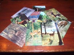 *70426-    10 CARDS - DIEREN / ANIMALS / TIERE / ANIMAUX / ANIMALES / HERTEN / HIRSCH / CERF - Other & Unclassified