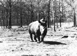 RHINOCEROS  GRANDE PHOTO ORIGINALE 24 X 18 CM - Rhinocéros