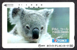 Japan 1V Koala PAL Advertising Used Card - Oerwoud