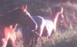 Russia:Used Phonecard, Uraltelekom, 150 Units, Horses, 2003 - Russie