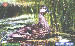 Russia:Used Phonecard, Uralsvjazinform, 100 Units, Ural Fauna, Bird, Anas Plathyrhynchos, 2004 - Russia