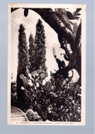 CPA - Monaco - Les Jardins Exotiques - Opuntia Polyacanthia - Non Circulée - Exotic Garden