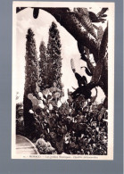 CPA - Monaco - Les Jardins Exotiques - Opuntia Polyacanthia - Non Circulée - Giardino Esotico