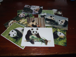 *70438- 10 CARDS - PANDA, DIEREN / ANIMALS / TIERE / ANIMAUX / ANIMALES / BEREN / BEARS / / BÄREN / OURS / ORSI - Bären