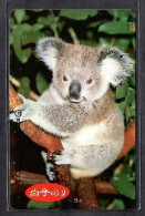 Japan 1V Koala Advertising Used Card - Selva