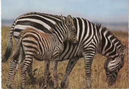 ZEBRES Faune Africaine - Zebra's