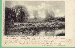 Environs De Turnhout - 1902 - Kudde Schapen In De Buurt Van Winkel - Moerassen - Turnhout