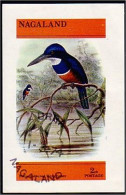 Nagaland Martin Pêcheur Kingfisher (A51-238b) - Spatzen