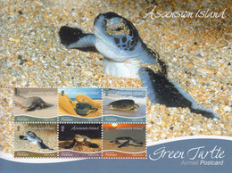 2019 Ascension Green Turtles Souvenir Sheet MNH - Ascension