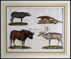 4 Verschiedene Säugetiere (Phatagin, Saiga-Antilope, Renntier U. Hirscheber) Auf Einem Blatt, Altkolorierter Kupferstich - Litografía