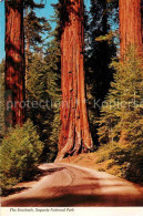 72827073 Sequoia_National_Park The Sentinels Trees Natur - Other & Unclassified