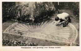 72825906 Verulam Tree Growing Over Roman Mosaic  Verulam - Hertfordshire